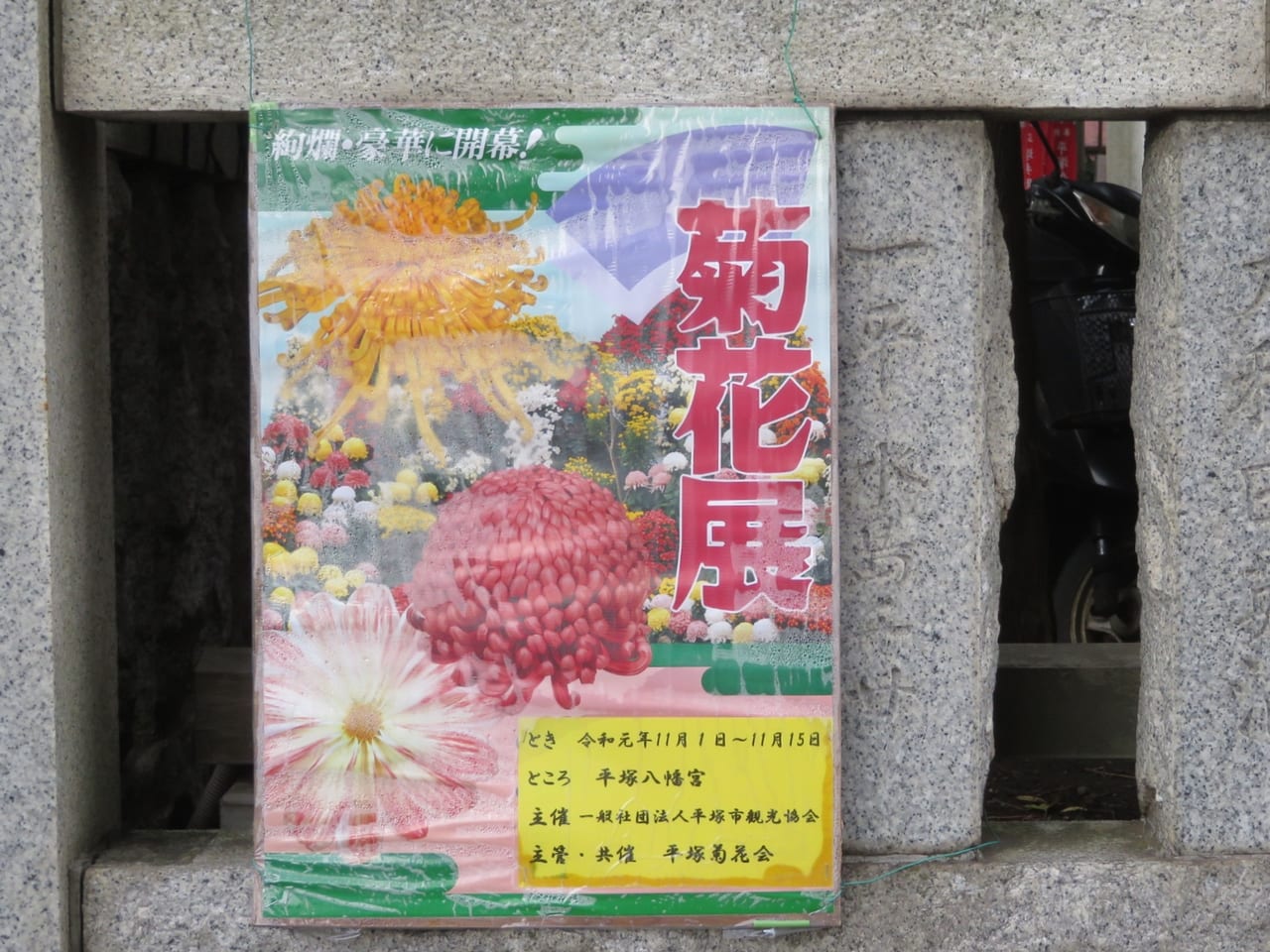 「第59回菊花展」が開催される平塚八幡宮
