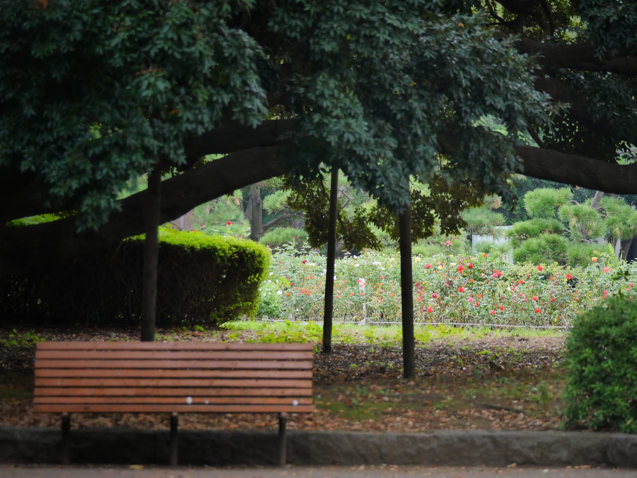 平塚総合公園の秋バラ