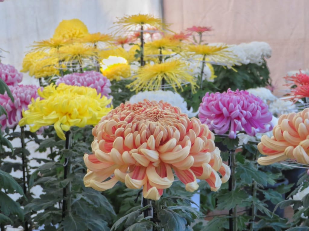 第60回平塚市菊花展開催中