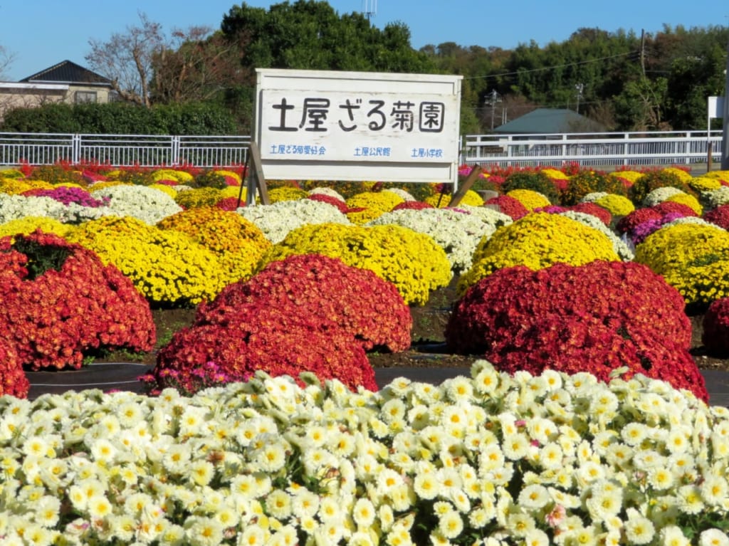 2019年11月の土屋ざる菊園