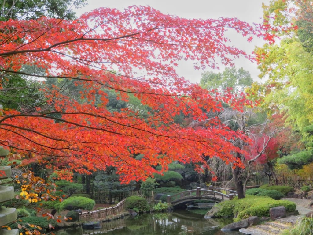 もみじが見頃を迎えている平塚市総合公園の日本庭園