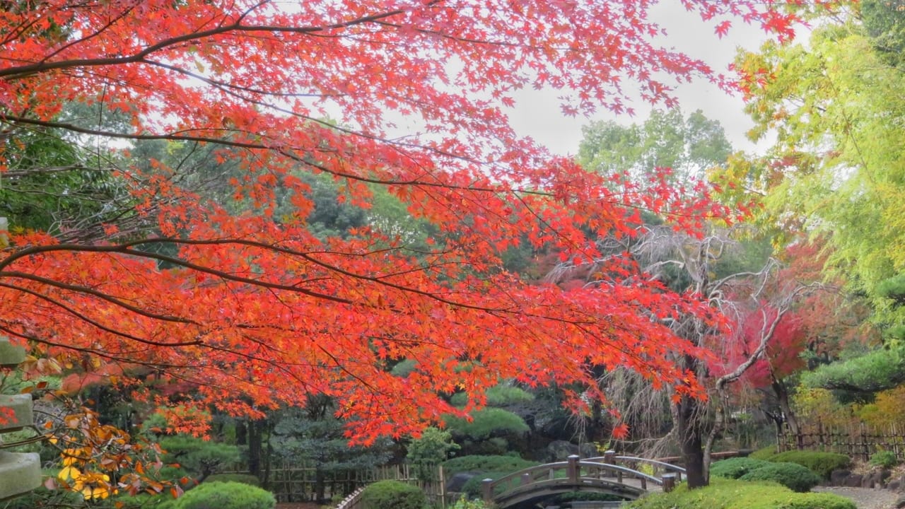 もみじが見頃を迎えている平塚市総合公園の日本庭園