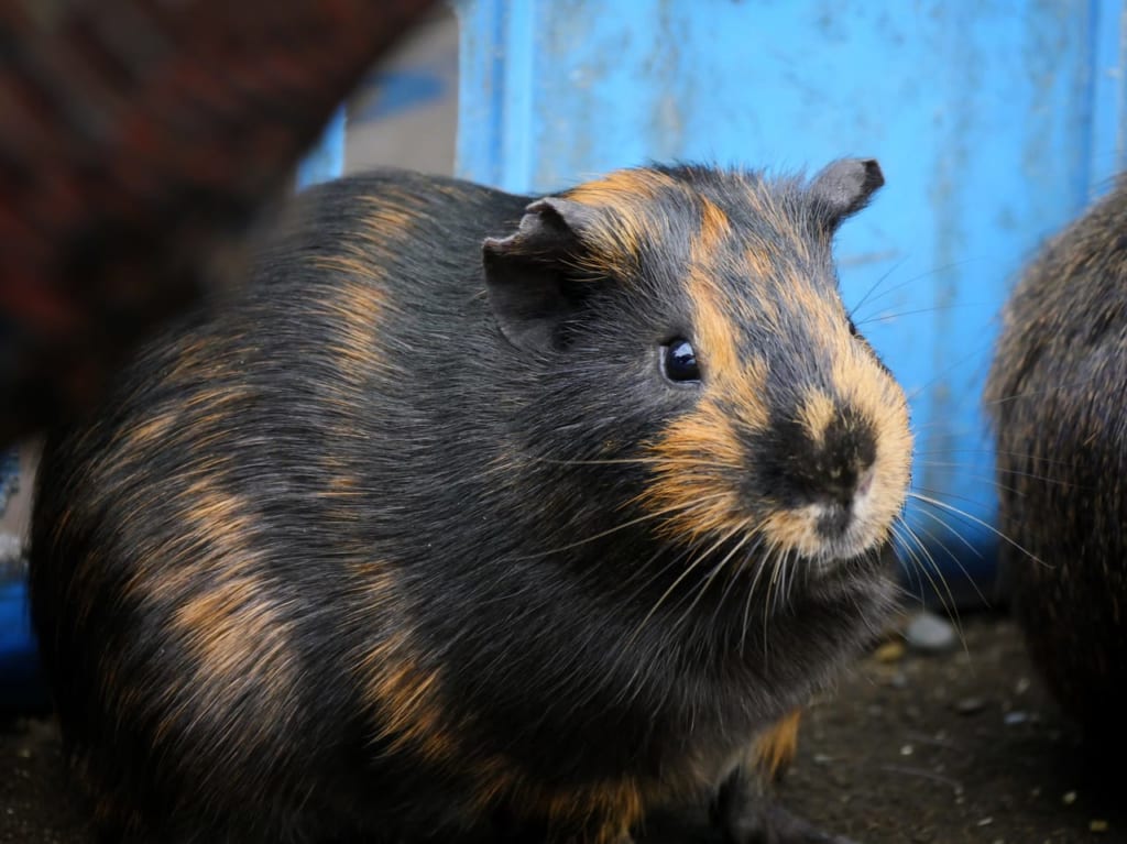 平塚市総合公園で「第5回いちにちふれあい動物村」2020年1月19日（日）開催！