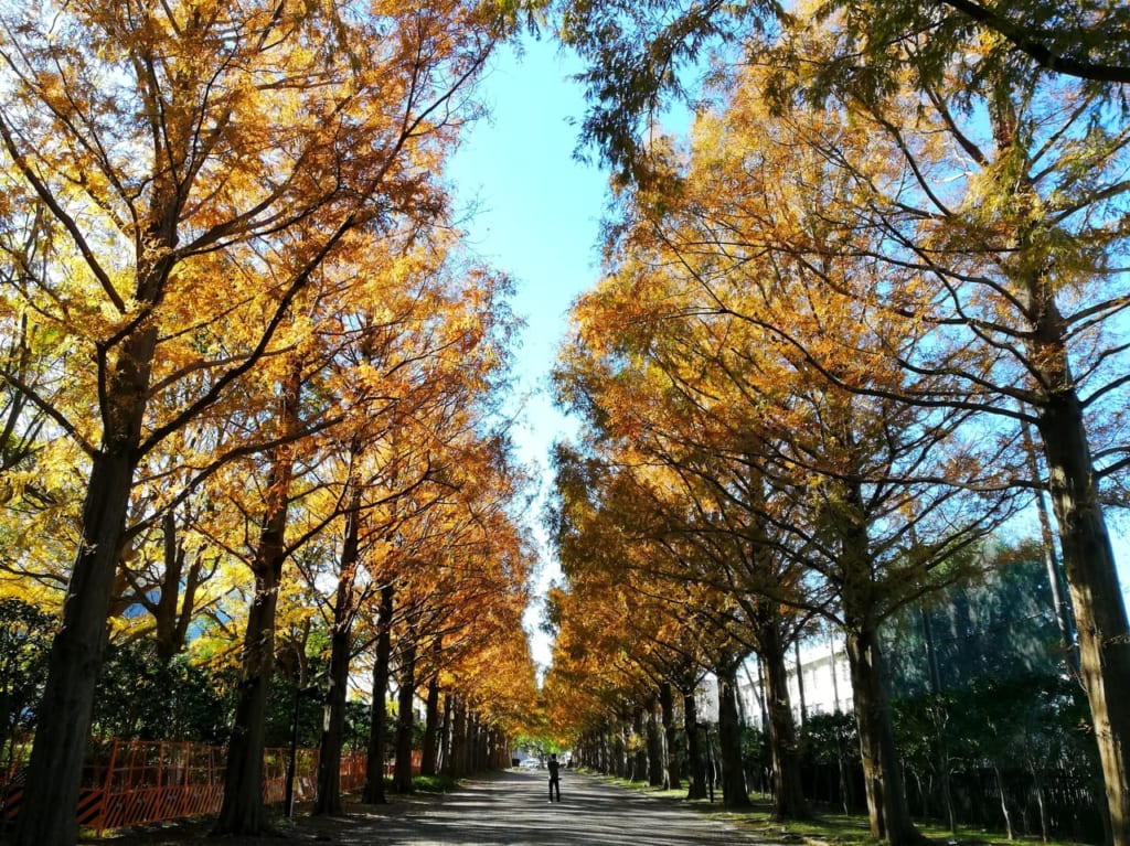 黄金色に輝く平塚市総合公園のメタセコイア並木