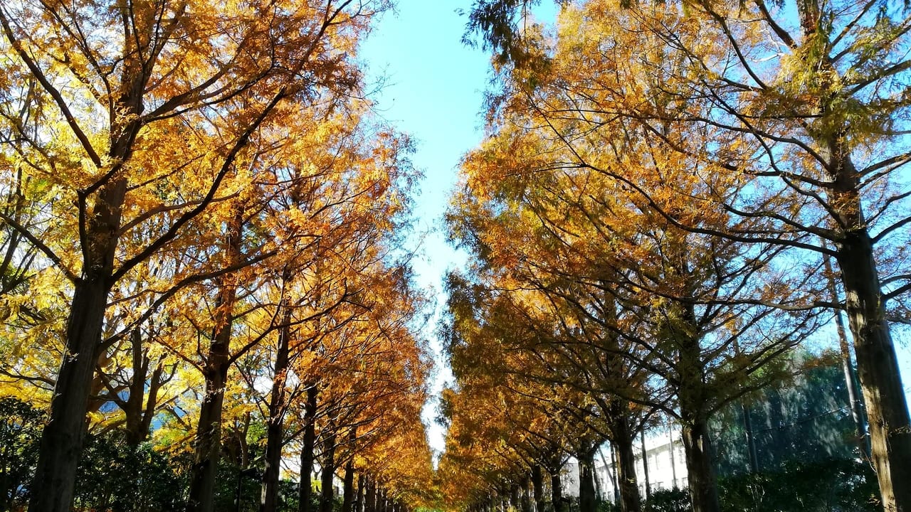 黄金色に輝く平塚市総合公園のメタセコイア並木