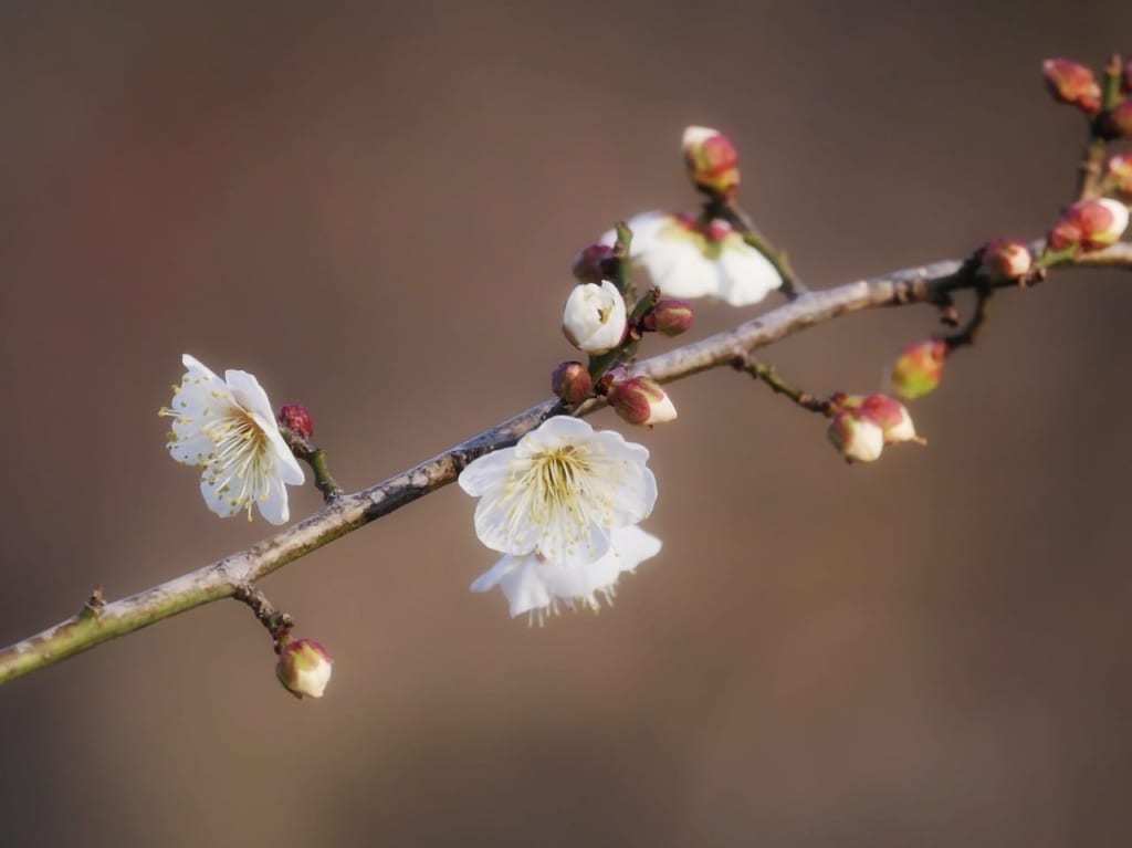 平塚市総合公園の梅が開花！見頃は2月上旬