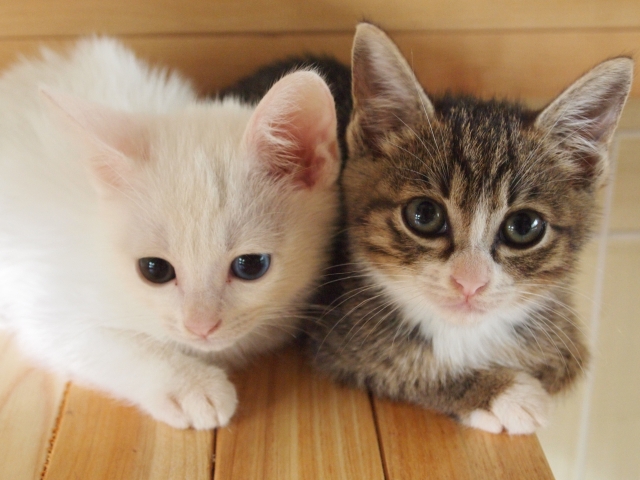 神奈川県動物愛護センター主催の猫の譲渡会が開催されます！