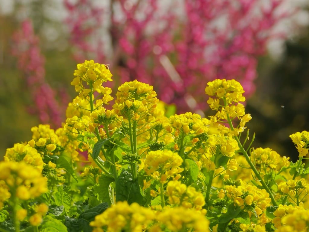 花菜ガーデンは黄色い春景色が広がっています！