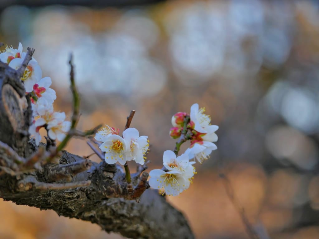 平塚市総合公園では梅、早咲きの桜が開花しています！
