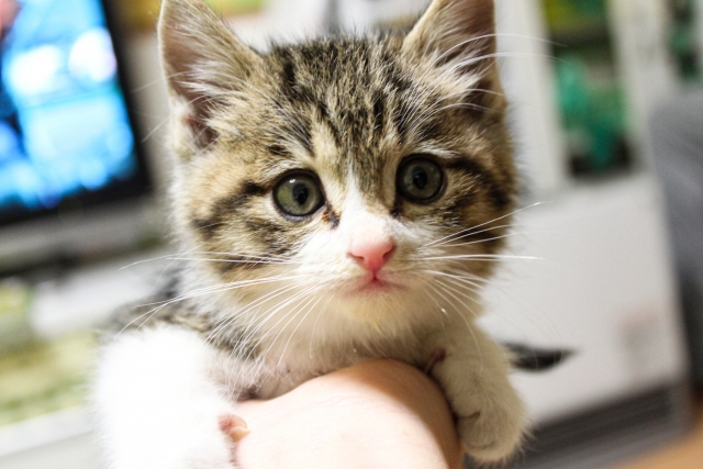 平塚市土屋】かわいい猫ちゃんの里親さん大募集！保護猫の譲渡会が 