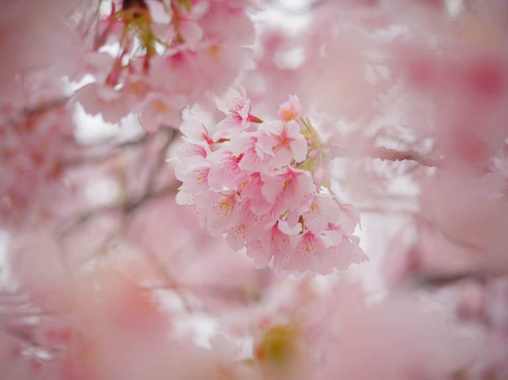 新コロナウィルスの影響で「渋田川桜まつり」も開催中止