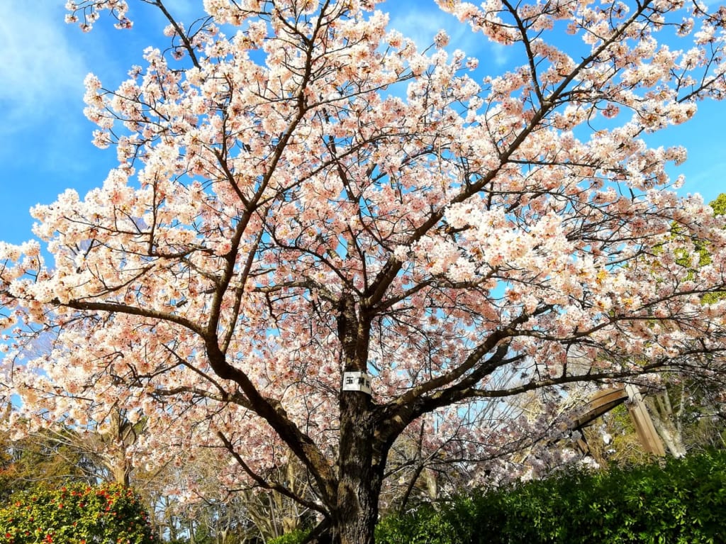 平塚市総合公園で桜開花リレースタート！早くも見頃を迎えた桜も！