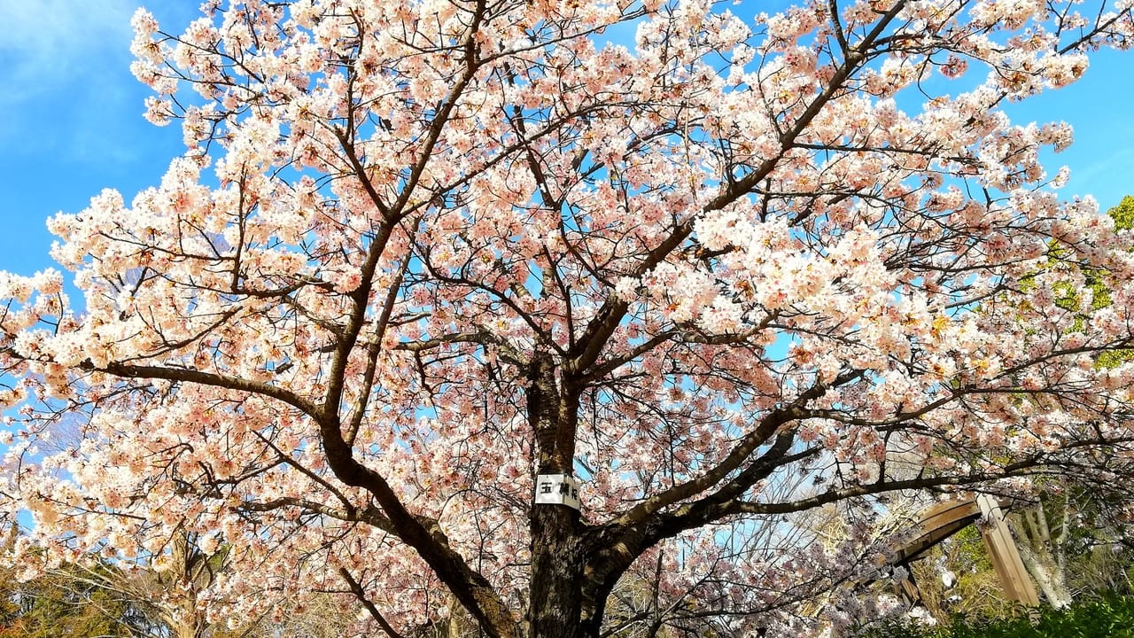 平塚市総合公園で桜開花リレースタート！早くも見頃を迎えた桜も！