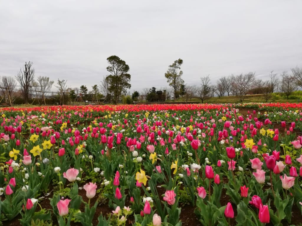 花菜ガーデンが3月30日（月）から営業再開。来園者には新型コロナウィルスの拡散防止策のお願い