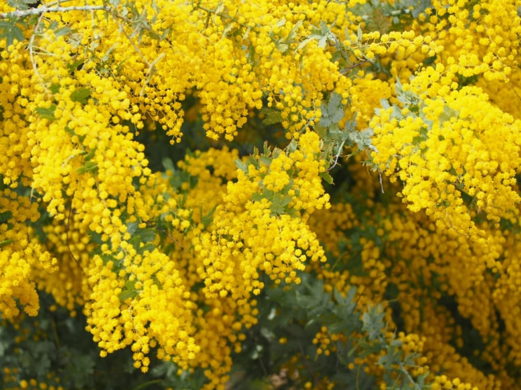 新型コロナウィルスの影響で花菜ガーデンが臨時休園