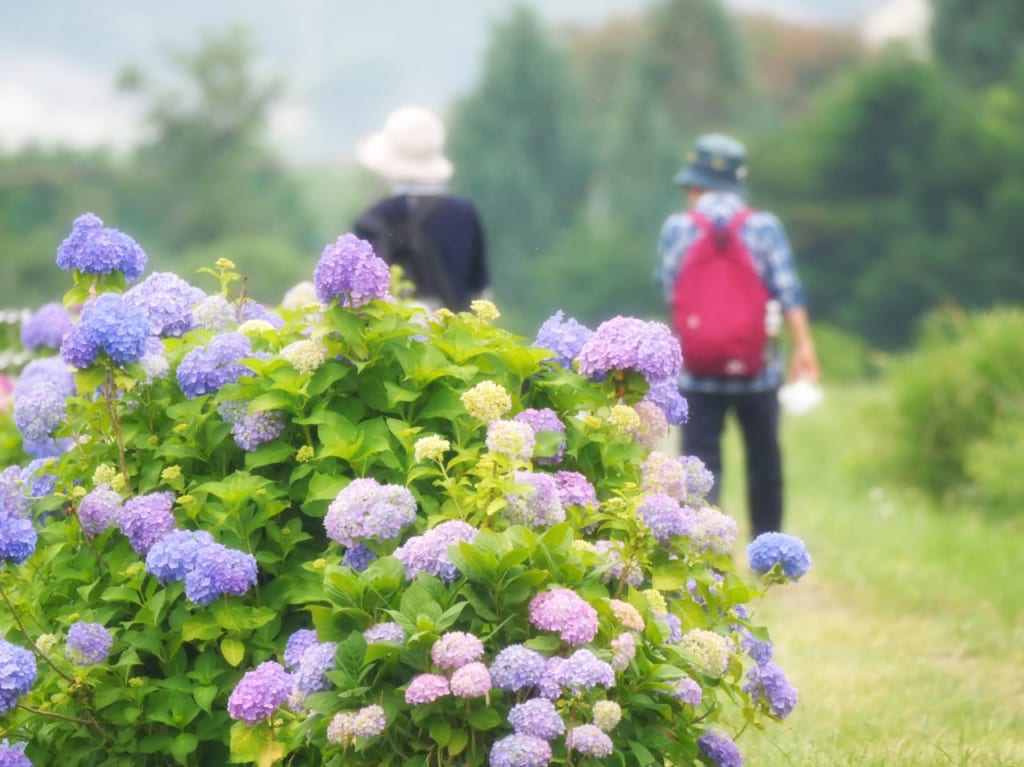 「河内川あじさいまつり」は中止となりましたが、市内各所であじさいが色づきはじめています