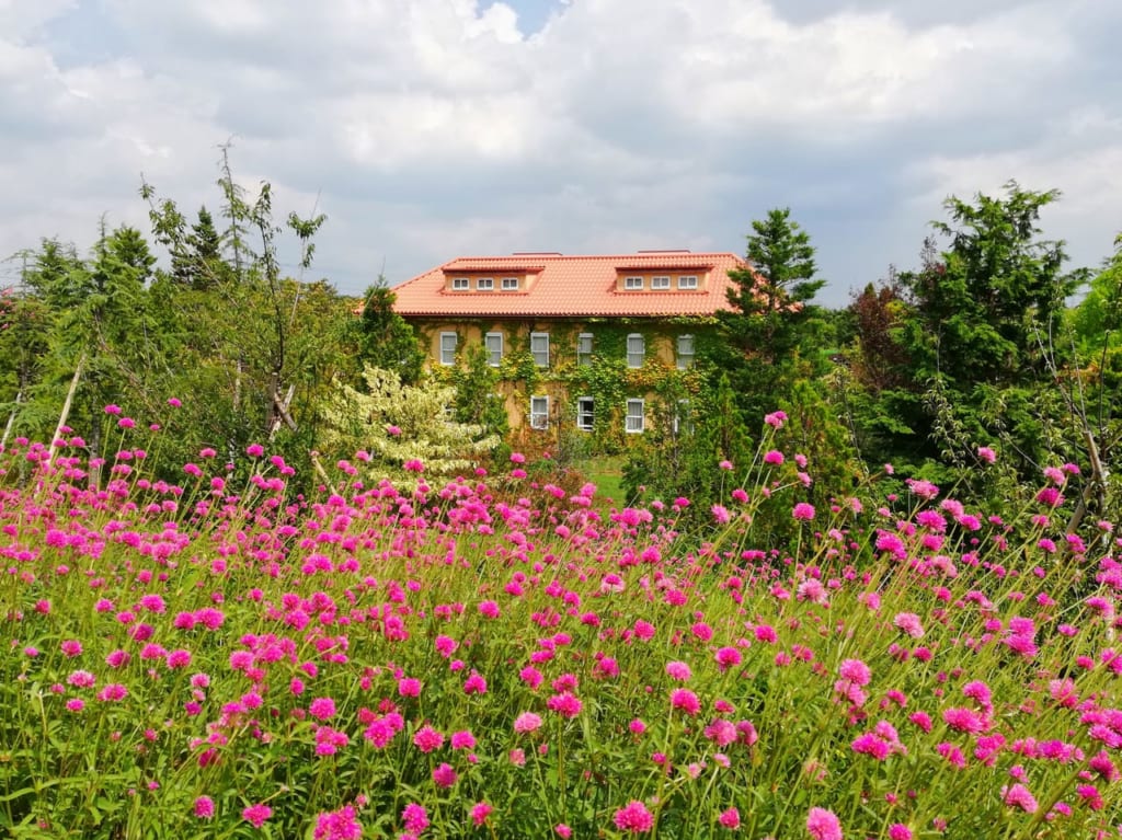 まるで童話の世界。センニチコウファイアワークスが見頃の花菜ガーデンの三日月山
