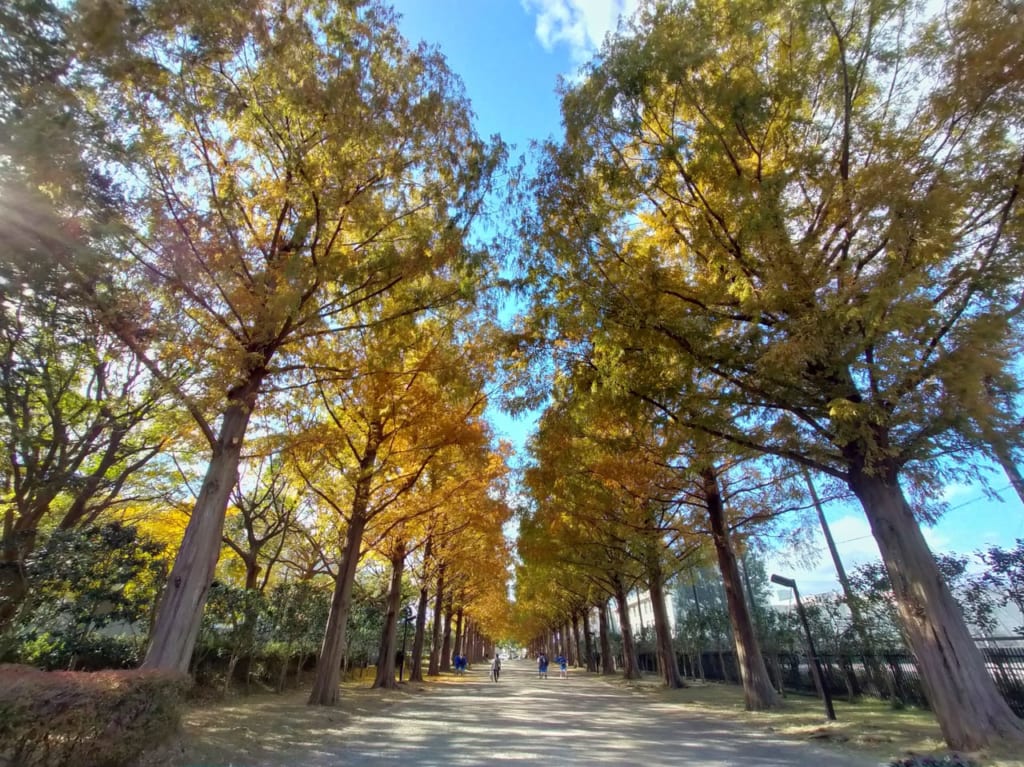 平塚市総合公園のメタセコイヤ並木の紅葉がまもなく見頃を迎えそうです！