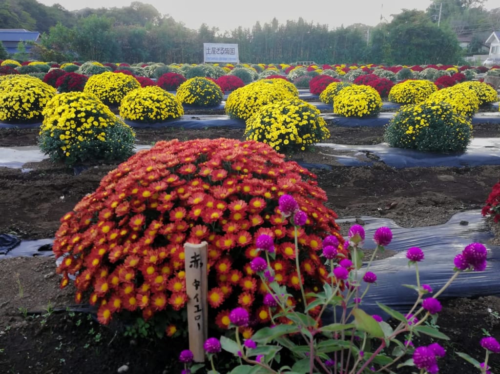 土屋ざる菊園の菊の見頃はもうすぐ！