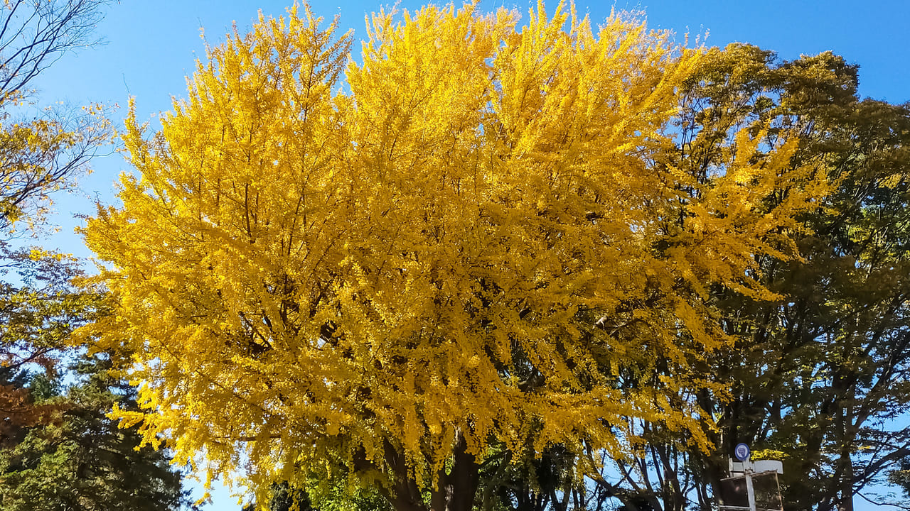 平塚市総合公園で木々の紅葉が進んでいます。黄金色のイチョウは、今が見頃です。