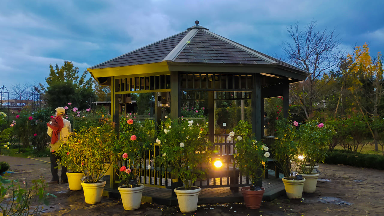 夕闇に秋バラが浮かび上がる幻想的な風景をお見逃しなく！花菜ガーデンの「夕暮れのバラ園～マジックアワーとバラと灯りと～」は11月30日（月）まで！