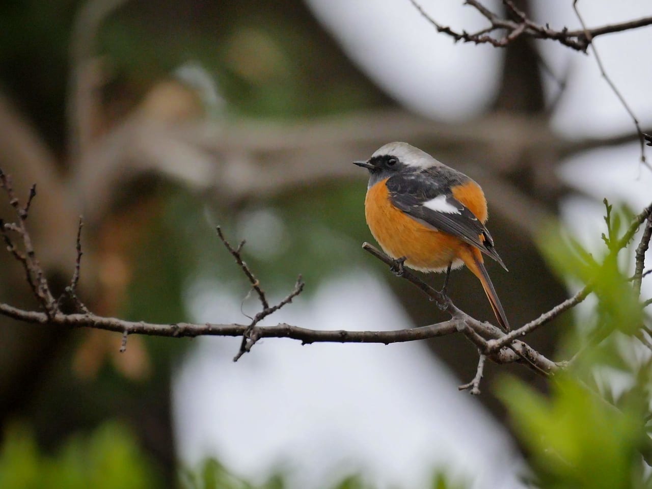 馬入水辺の楽校で冬に飛来する鳥を観察する「お散歩バーディング」が開催されます！