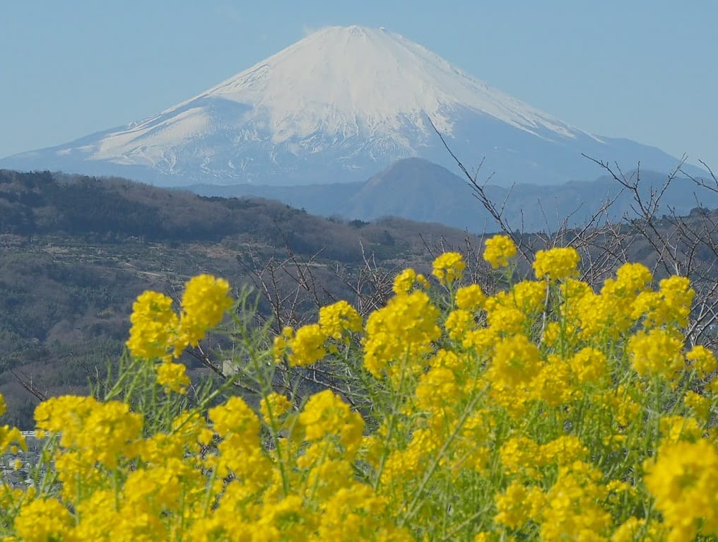 吾妻山「菜の花ウォッチング」が2021年1月9日（土）から開催されます！