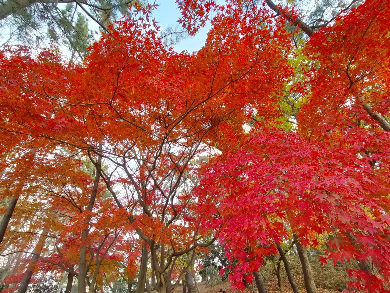 平塚市総合公園の紅葉速報！メタセコイア並木とモミジが見頃を迎えています！
