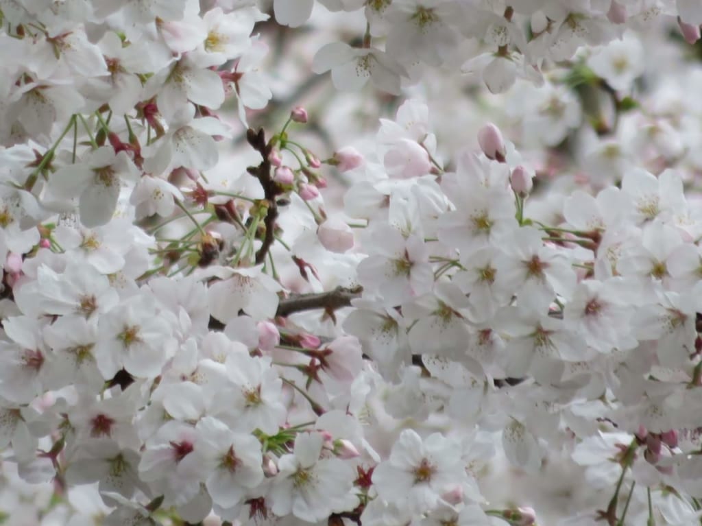 新型コロナウイルスの影響で4月に開催予定だった「渋田川桜まつり」は2年連続で中止になりました。