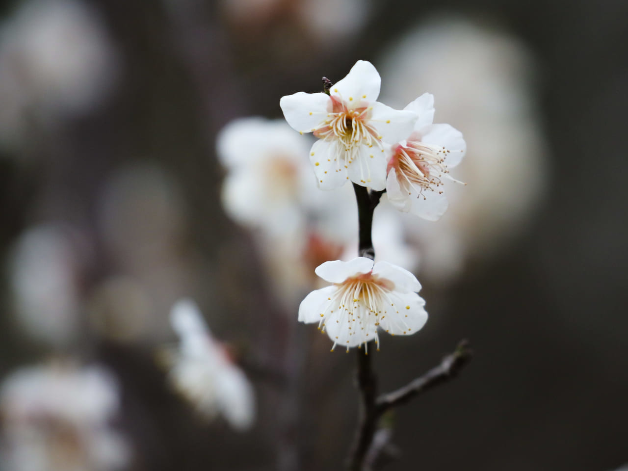 平塚市総合公園の梅が開花。見頃は2月中旬以降の見込み。