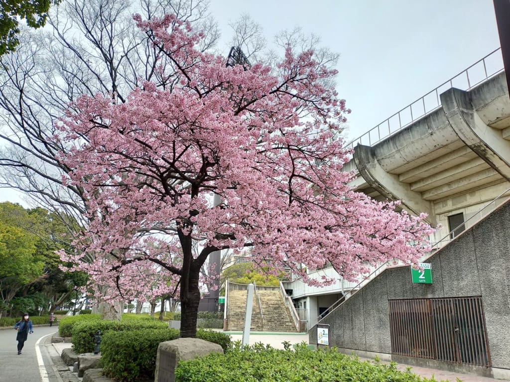 平塚市総合公園では、早咲きの桜、河津桜と玉縄桜が満開！桜リレーの二番手、寒緋桜や大島桜も開花し始めました！