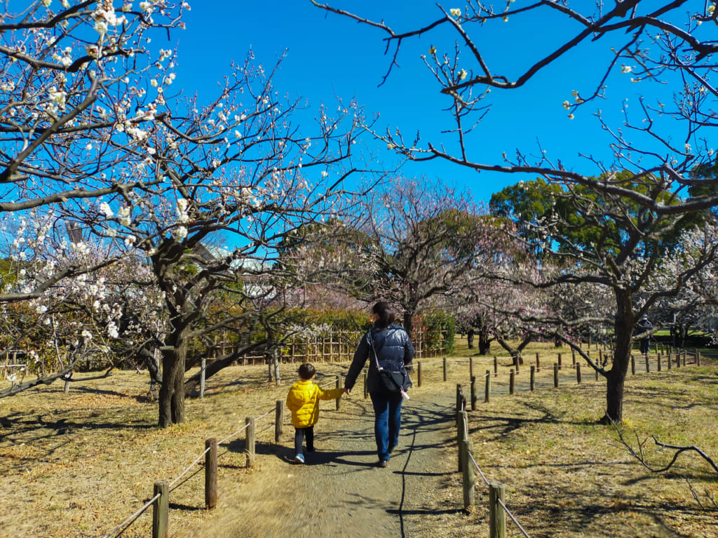 平塚市総合公園の梅がもうすぐ見頃！早咲きの桜も開花し始めました！