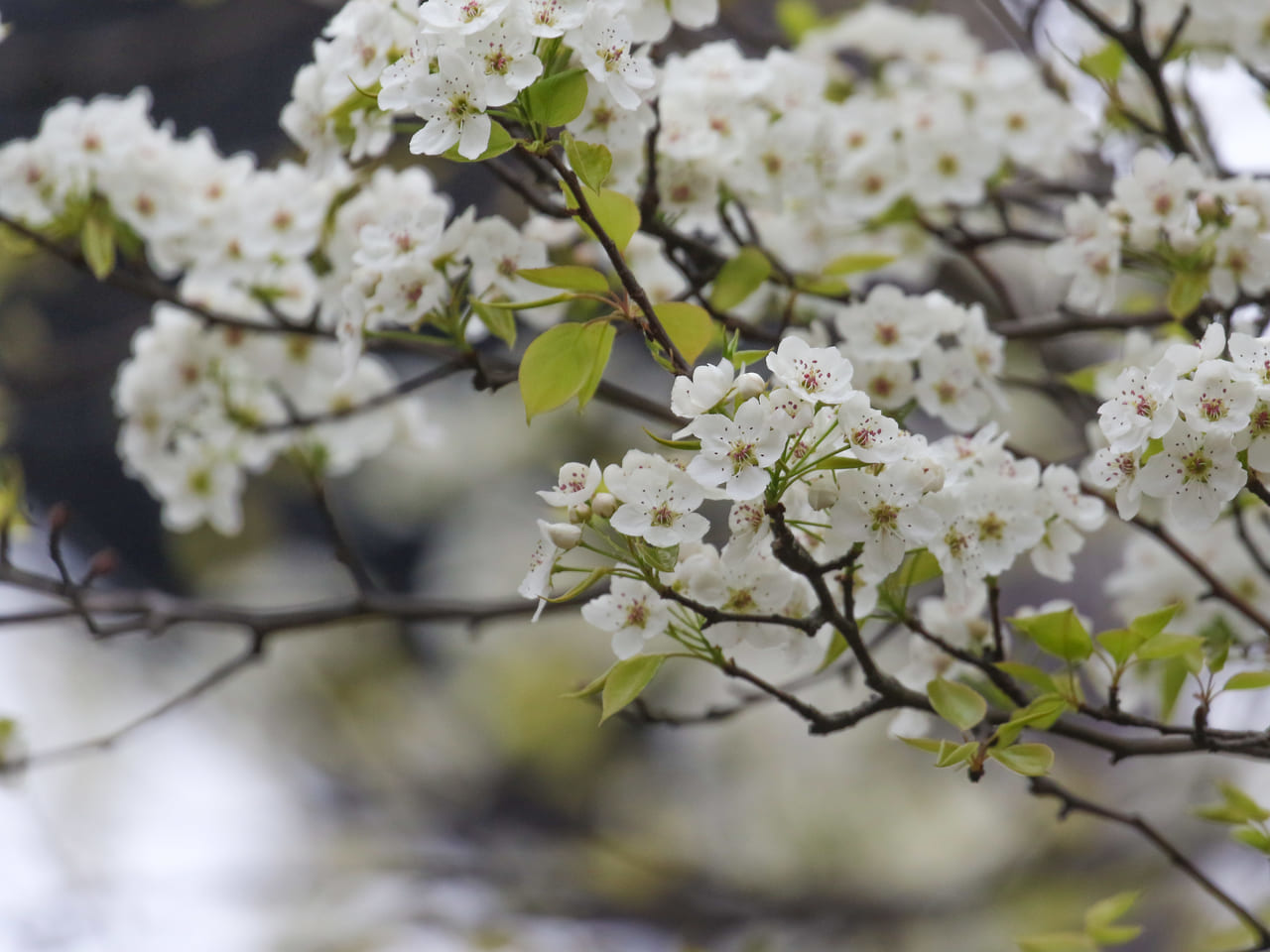 平塚市総合公園では大島桜、ヤマナシの花など白い花が見頃を迎えています！