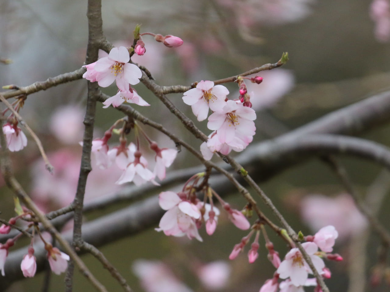 平塚市総合公園の枝垂れ桜が開花。もうすぐ見頃を迎えそうです。