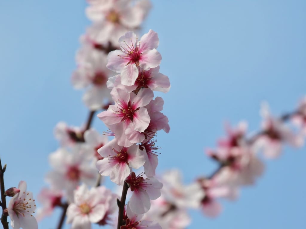 プラザロードでかわいいアーモンドの花が見頃を迎えています。