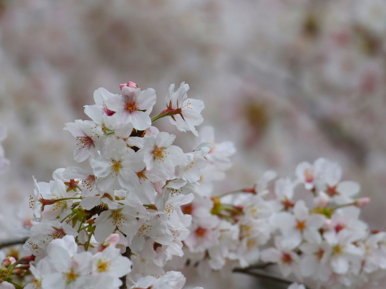 平塚市総合公園の桜が見頃を迎えています！