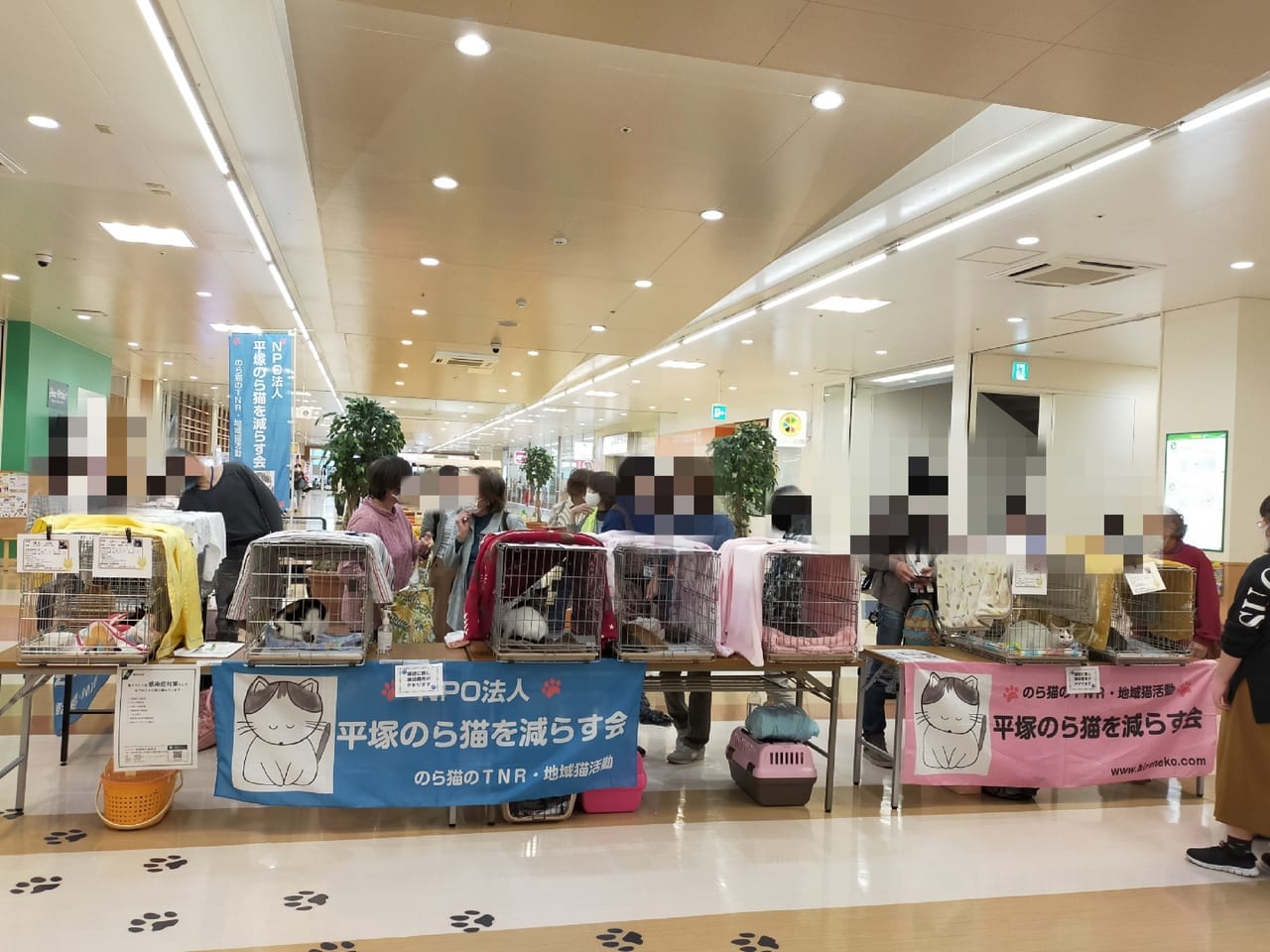 「NPO法人 平塚のら猫を減らす会」による保護猫の譲渡会が5月9日（日）OSC湘南平塚2階ユアペティア平塚店で開催されます。
