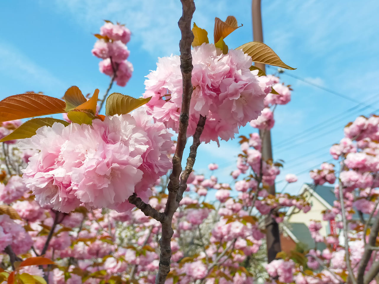 さくら通りの八重桜が満開！見頃を迎えています！