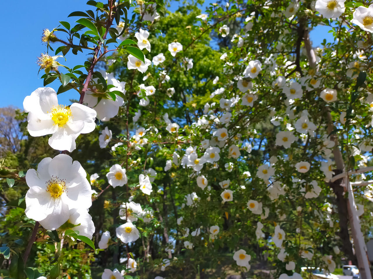 平塚市総合公園でバラが咲き始めました。モッコウバラなどすでに見頃を迎えているものもあります！