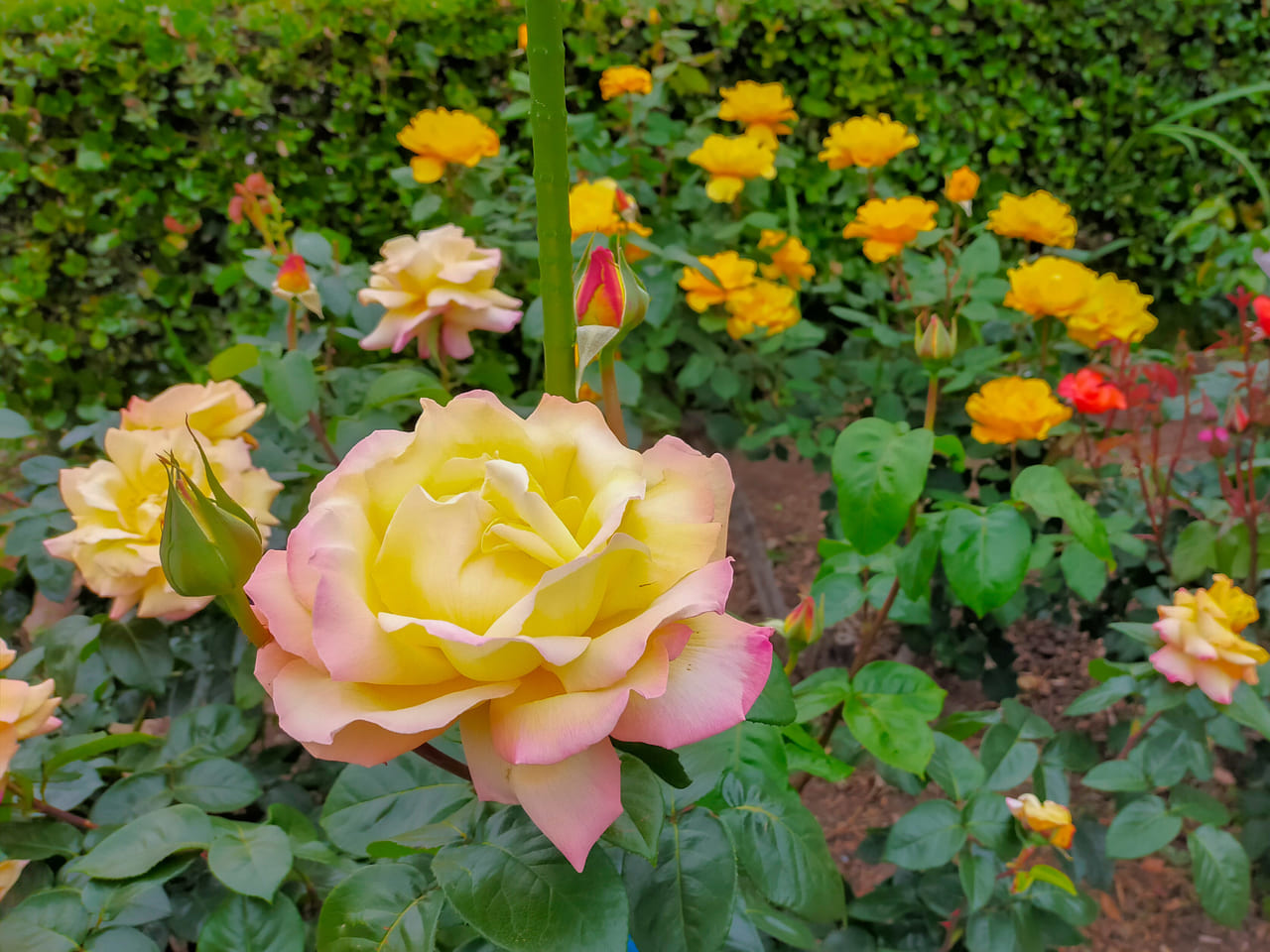 平塚市総合公園でバラが見頃を迎えています。