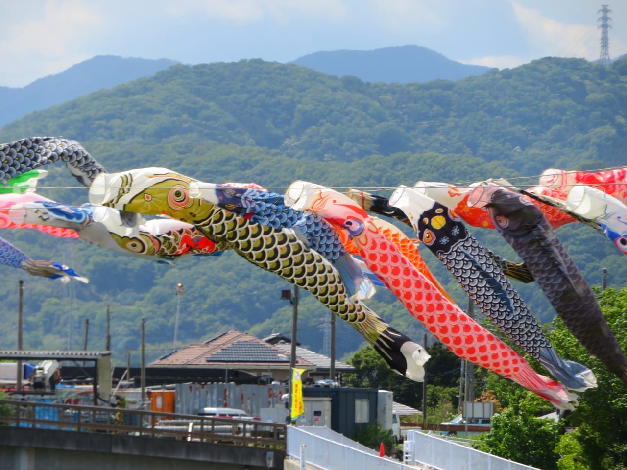 「第15回鈴川鯉のぼりまつり」が5月3日（月）から5日（水）まで開催中！露店やイベントはありませんが、たくさんの鯉のぼりが五月の空を元気に泳いでいます！