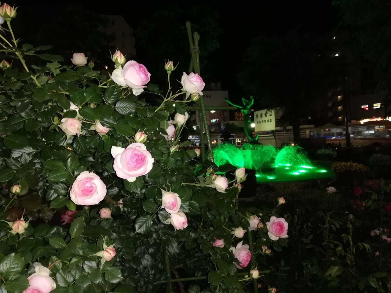 ここもバラの名所！平塚駅南口噴水広場はライトアップも楽しめます！