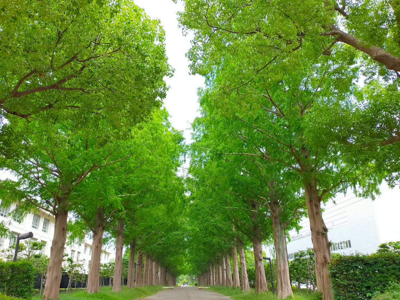平塚市総合公園のメタセコイア並木が新緑のシーズンを迎えています！
