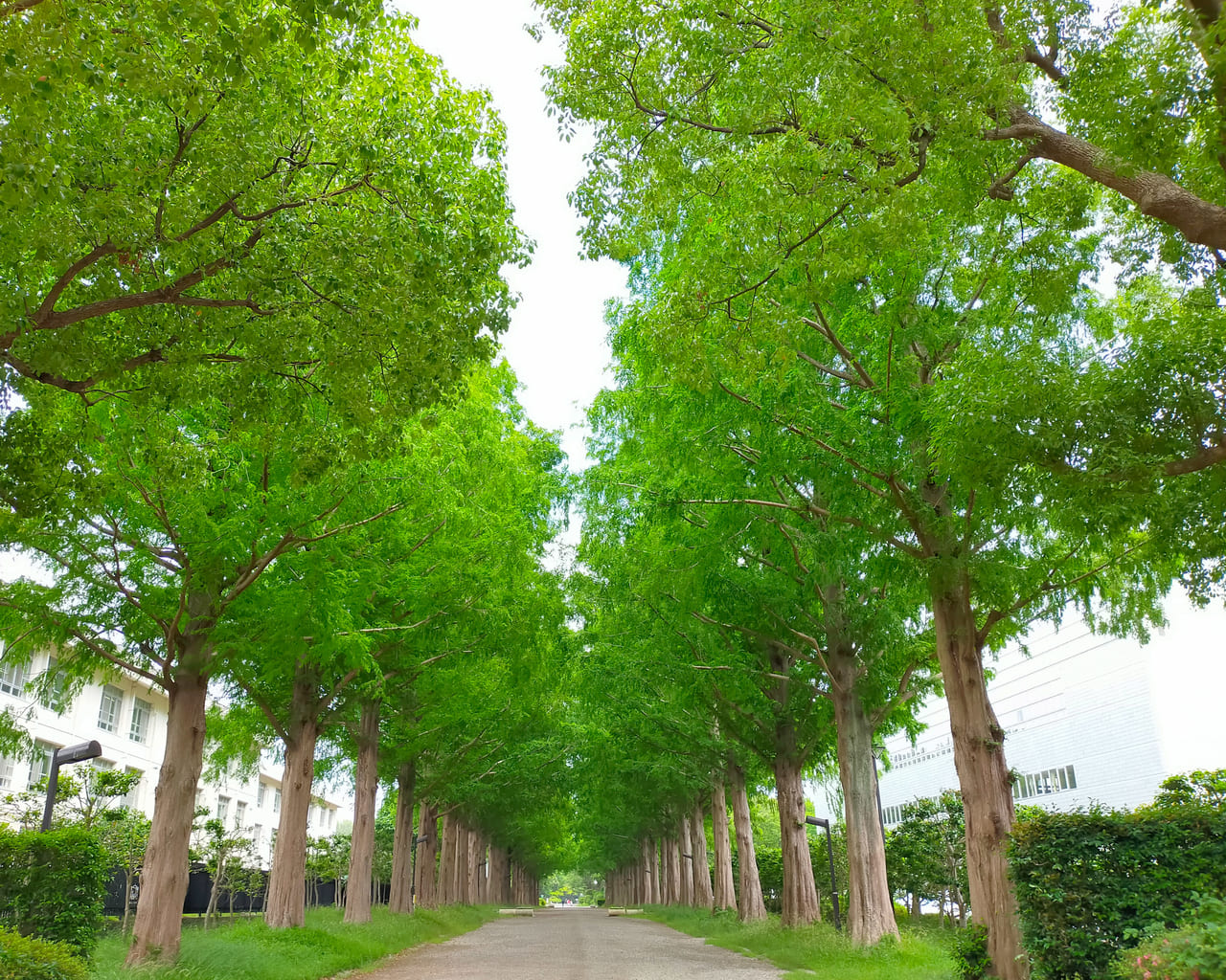 平塚市】平塚市総合公園のメタセコイア並木が新緑のシーズンを迎えています！ | 号外NET 平塚市・大磯町