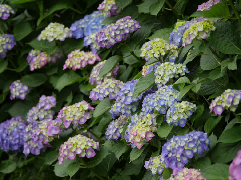 花菜ガーデンで紫陽花が見頃を迎えています。