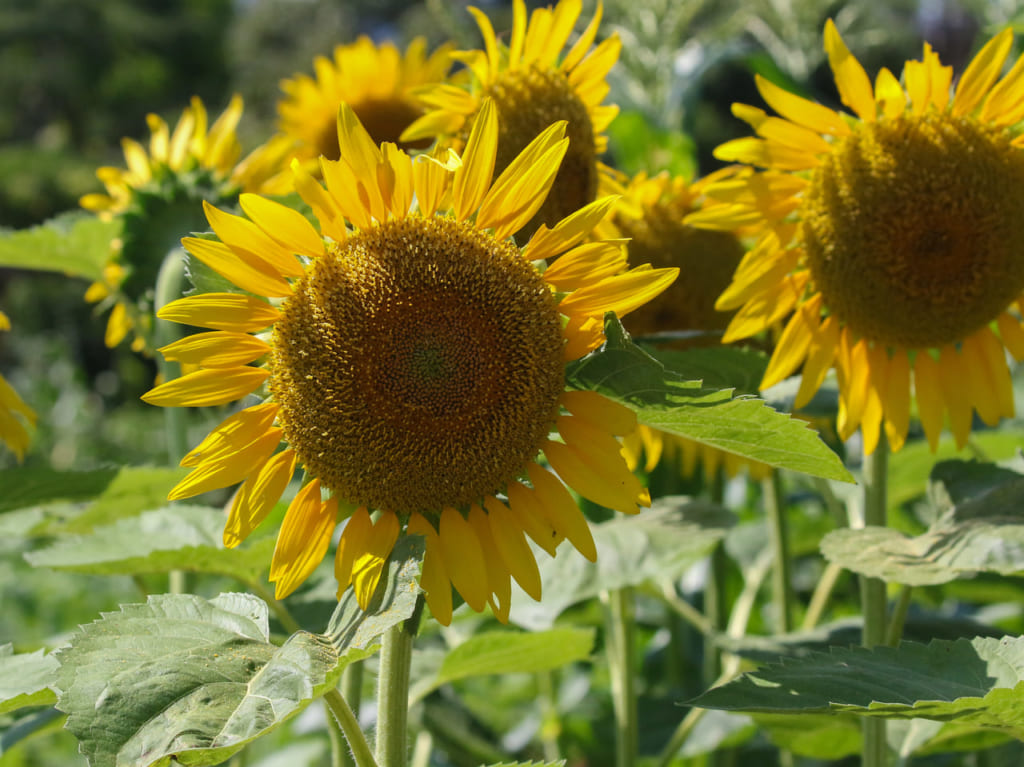 花菜ガーデンで夏の花が見頃となっています！