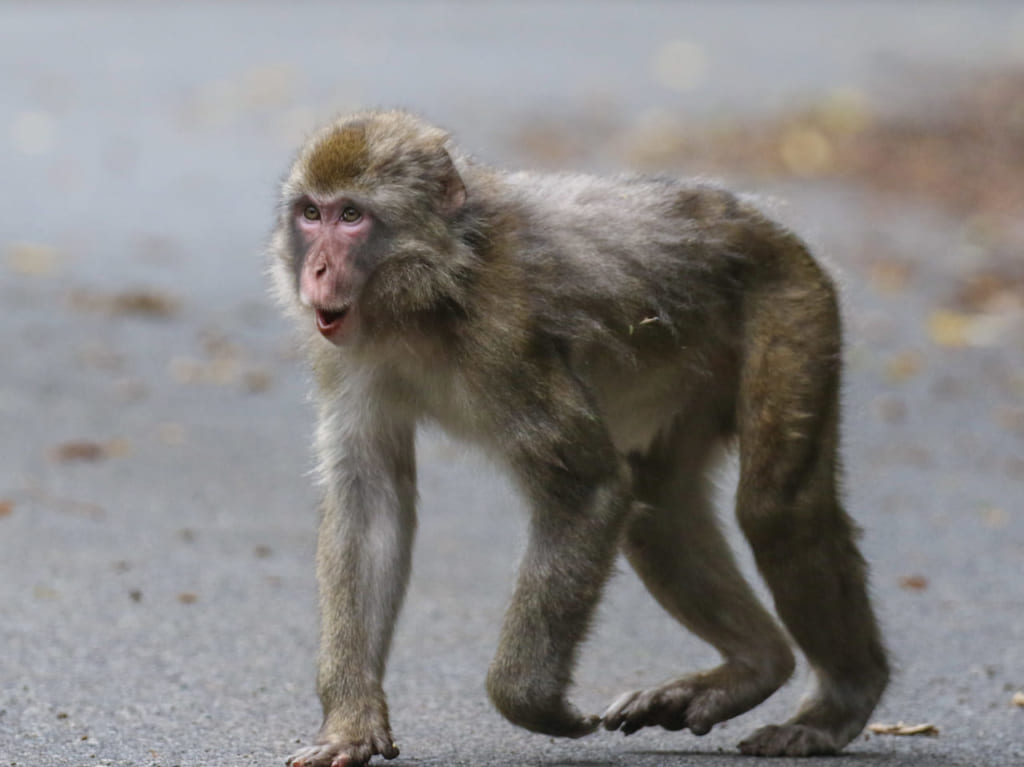 先月に引き続き、市内で野生のサルが目撃されています！