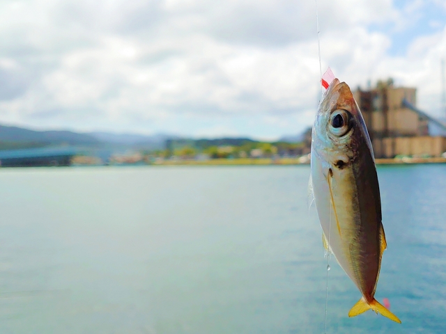 3か月ぶり！ひらつかタマ三郎漁港「地どれ魚直売会」が10月29日（金）に開催されます！！