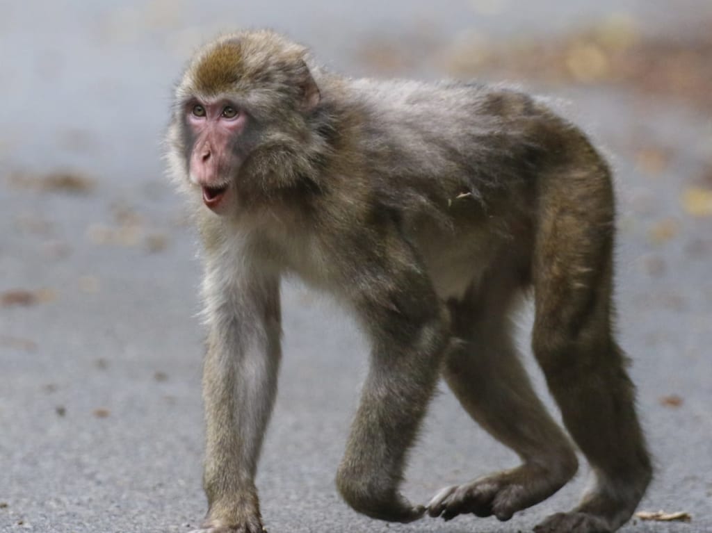 撫子原付近でサルの目撃情報が寄せられています。