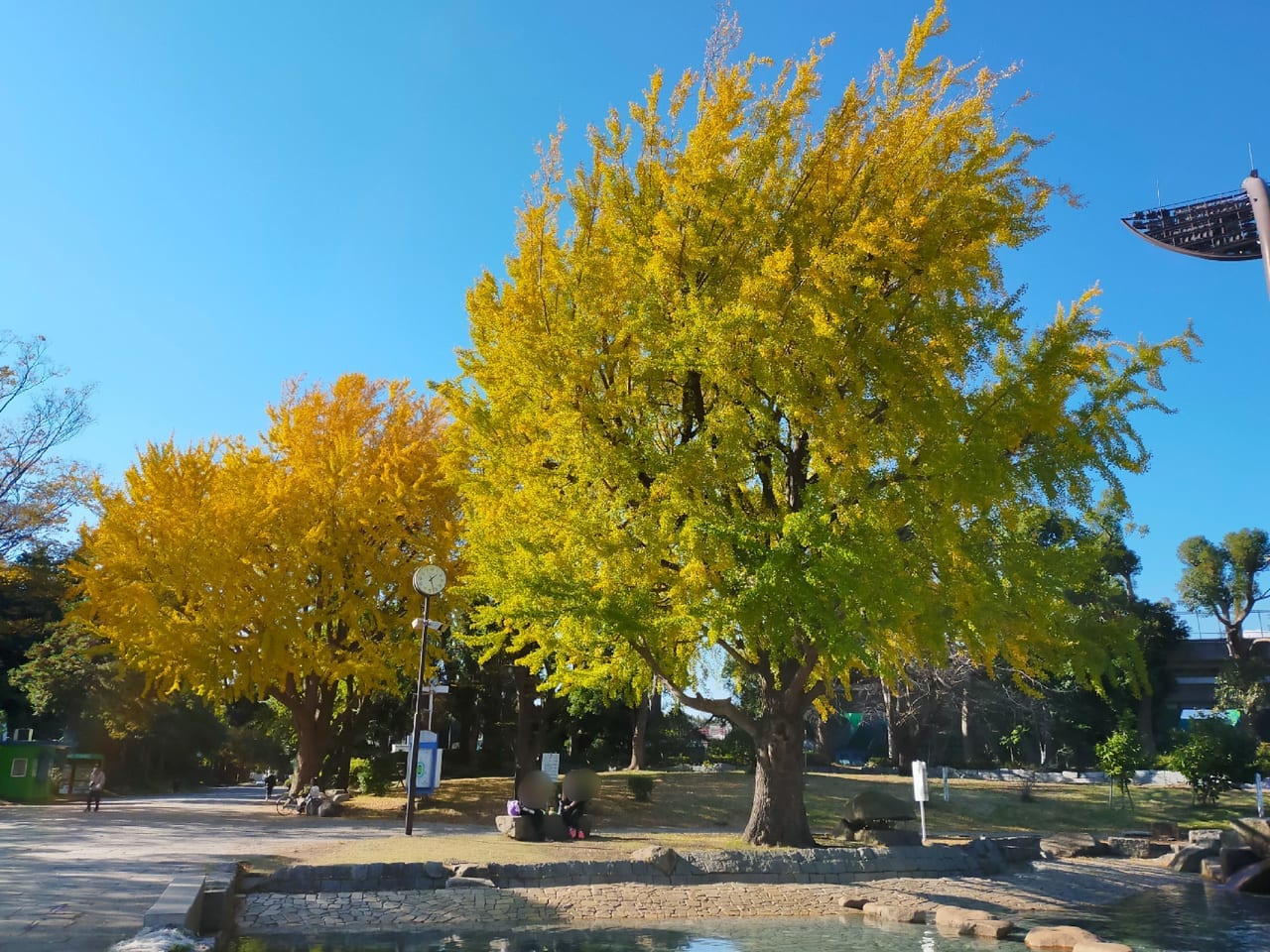平塚市総合公園のイチョウの紅葉がもうすぐ見頃です！